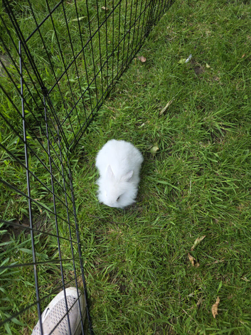 White Mini lop bunny