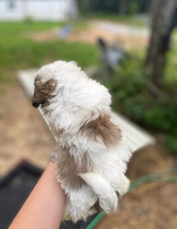 Little shih tzu girl