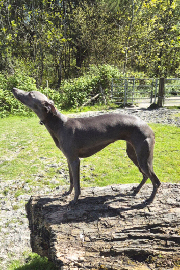 Beautiful KC Blue Whippet Puppies