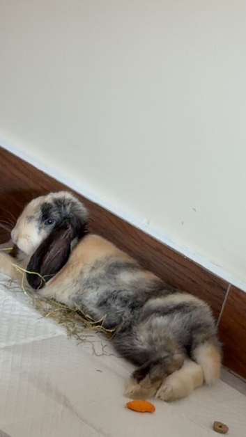 Mini Lop Bunny for sale