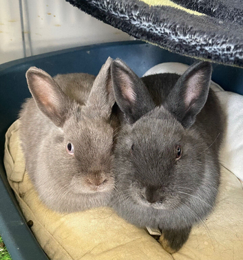 Two Brothers Bunnies need new home!