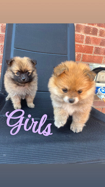 Pomeranian puppies