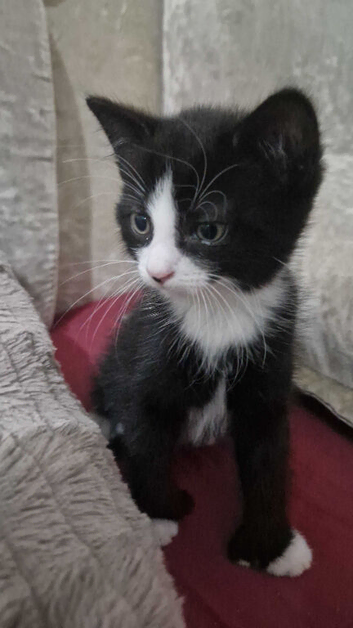 Kitten