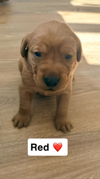 Gold/ red fox labs puppies looking for forever homes!