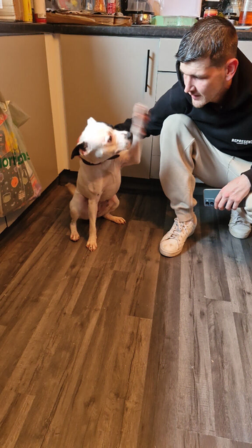 Alba needs a forever home