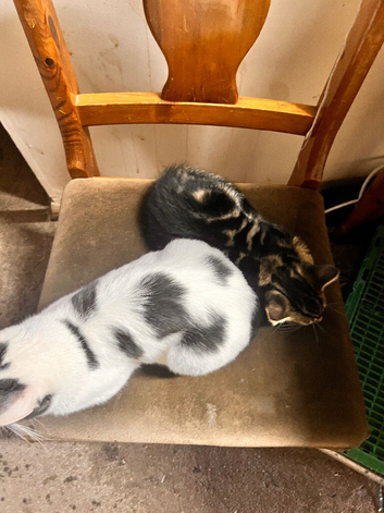 Kittens, ready to go