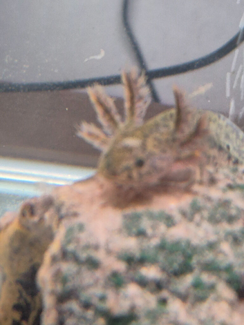 Baby axolotl gold /black
