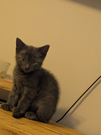 9 week old kittens