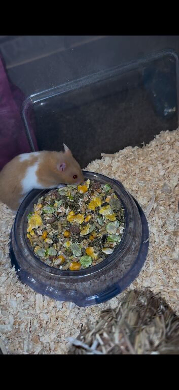 Brown and white Syrian hamster male