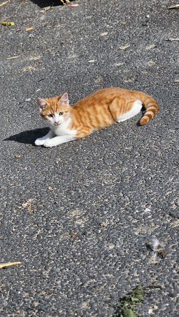 Kitten for sale