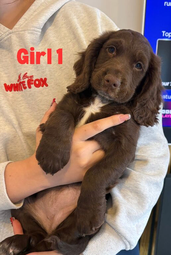 Cocker Spaniel Puppies