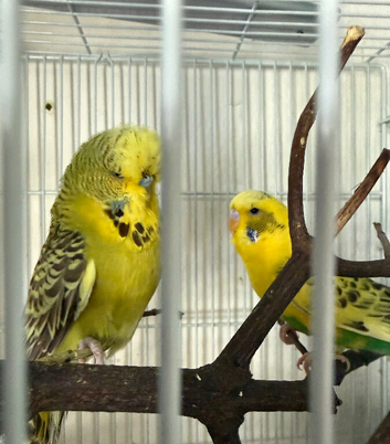 Male budgies