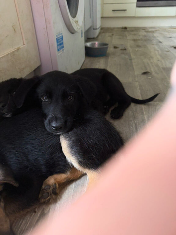 German Shepherd cross pup