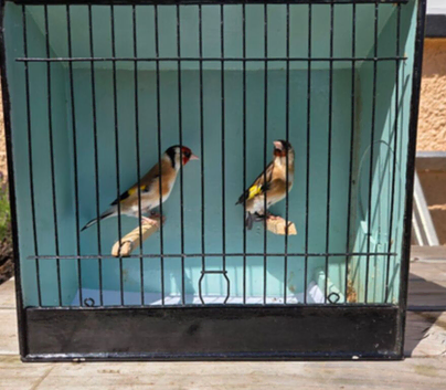 Gold finches