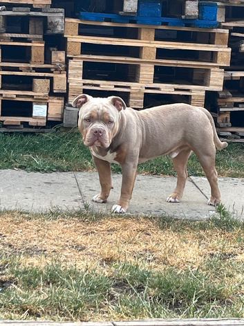 Male pocket bully