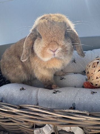 10 month old mini lop