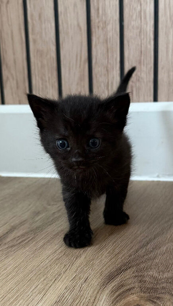 3 boy kittens