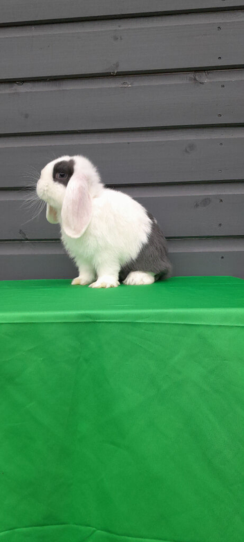 Beautiful mini lop bunny. READY NOW