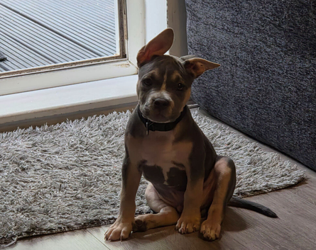 Male pocket American bully cross
