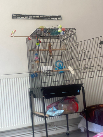 Friendly budgie with cage