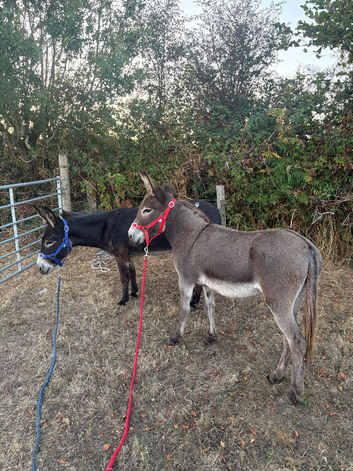 Mini Jenny donkeys