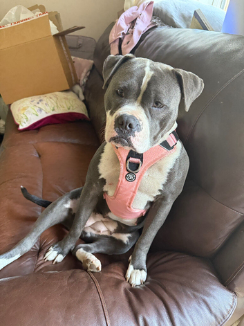 Female Staffordshire Bull Terrier Cross
