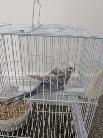 Would like to bird share (will pay monthly)
