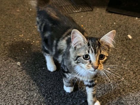 &Kappa;ittens for sale