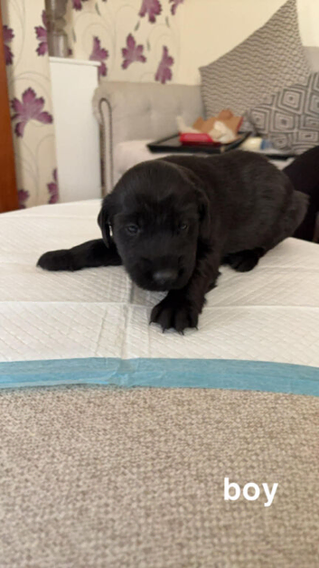 Flat coated retriever puppies