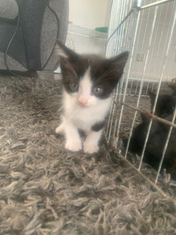 5 kittens left