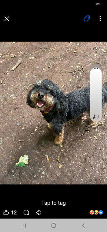 MONTY STOLEN DOG
