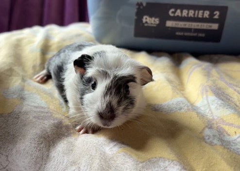 2 boy guinea pigs