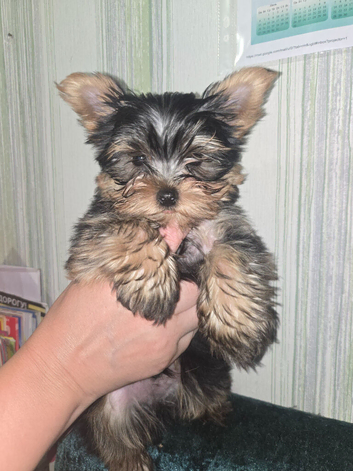 Very tiny boy available