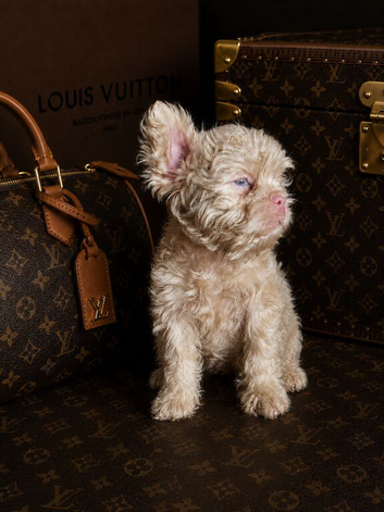 Curly coat pink floodles