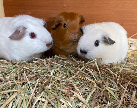 Various Guinea pigs.