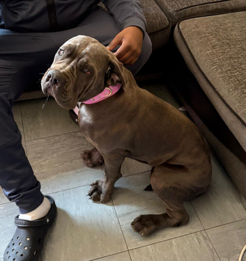 Imported bloodline Female for sale
