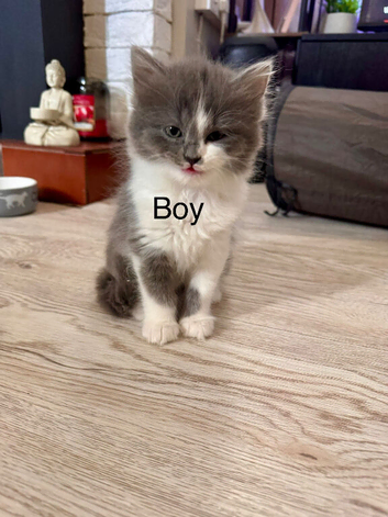 2 beautiful blue grey and white kittens