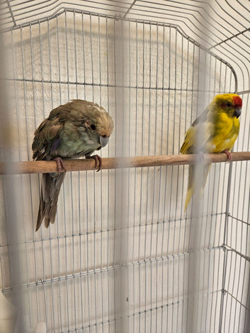 Kākāriki (New Zealand parakeets)