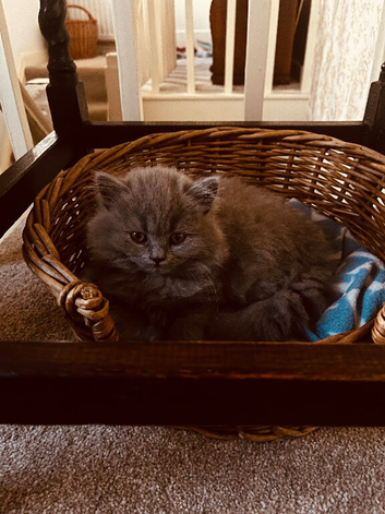 Female  British longhaired