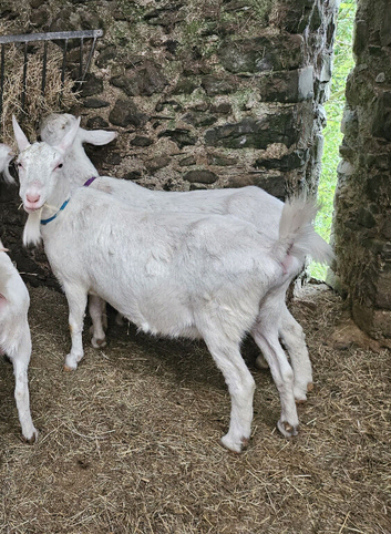 Friendly Saanen female pet goat
