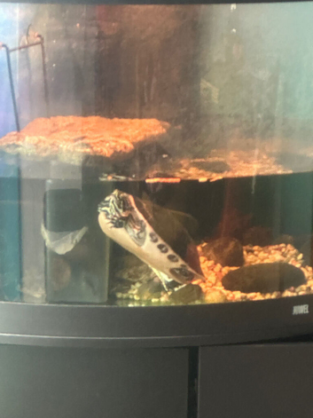 Cooter turtle