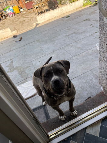 Female puppy