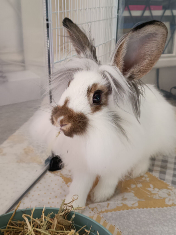 5 month old neutered male looking for loving home