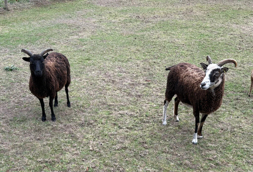 Soay ewes for sale