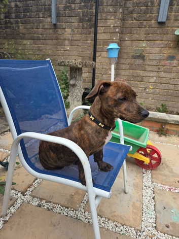 5 month old dachshund blue staffy cross