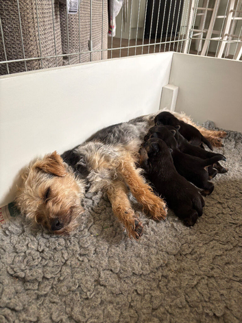 Norfolk Terrier Cross Female Puppy