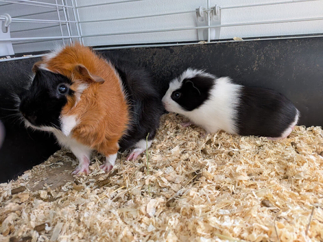 Beautiful young guinea pigs