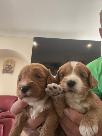 Cockapoo red puppies boy girls