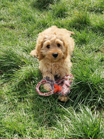 Cavapoo Bundles of Joy