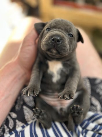 Champion Blue Staffordshire Bull Terrier Puppies